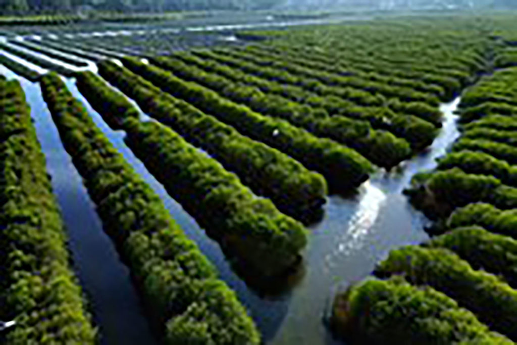 Mangroves