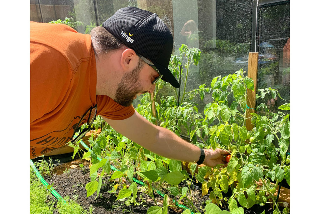 Burgess leaning into the garden, picking a ripe tomato