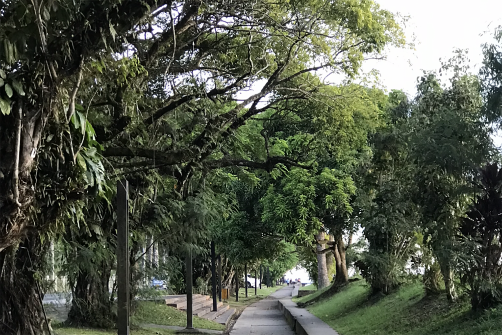 Trees overhanging a concrete path with trees standing upright on the other side.