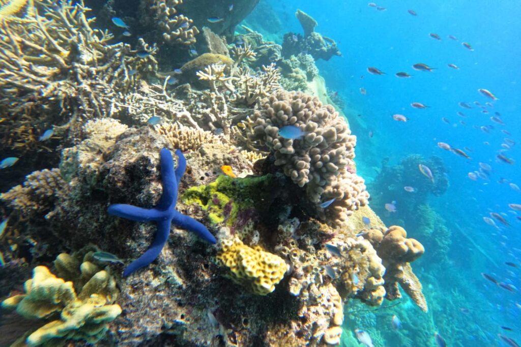 Blue starfish on a coral reef with small fish swimming nearby