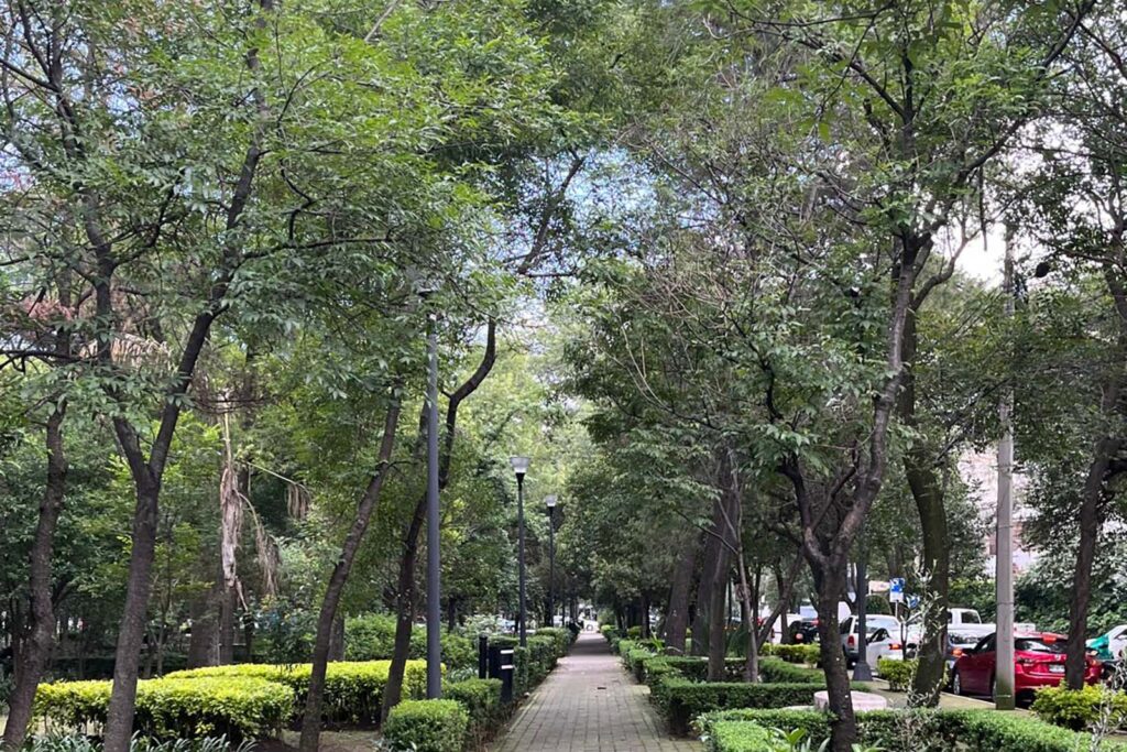 Looking down a path with large trees on either side.