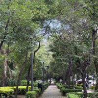 Looking down a path with large trees on either side.